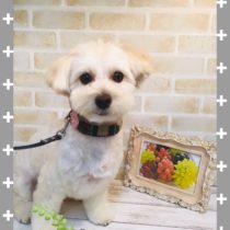 トイプードル×マルチーズMIX