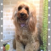 ラブラドゥードル