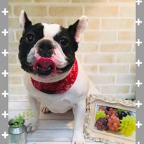 フレンチブルドッグ