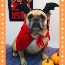 フレンチブルドッグ