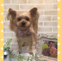 ヨークシャテリア