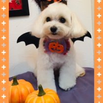 マルチーズ×トイプードルmix