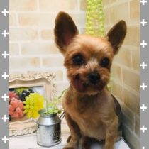 ヨークシャテリア