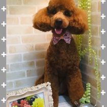 ミニチュアプードル