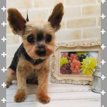 ヨークシャテリア