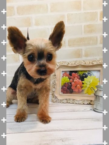 ヨークシャテリア