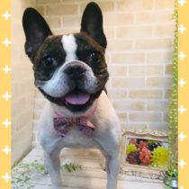 フレンチブルドッグ