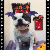 フレンチブルドッグ