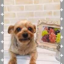 ヨークシャテリア