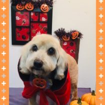 Mダックス＆トイプードルmix