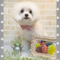 マルチーズ×チワワmix