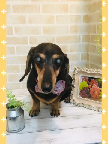 Mダックスフント