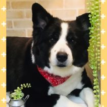 ボーダーコリー