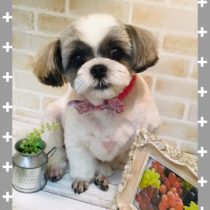 シーズーシーズ×チワワmix