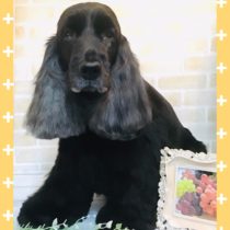 イングリッシュコッカースパニエル