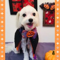 チワワ×シーズーmix