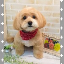 チワワ×トイプードルmix