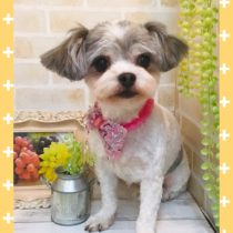 チワワ×マルチーズmix