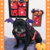 フレンチブルドッグ