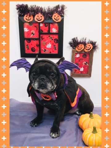 フレンチブルドッグ