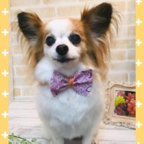 パピヨン×チワワmix