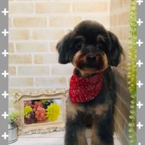 チワワ×トイプードルmix