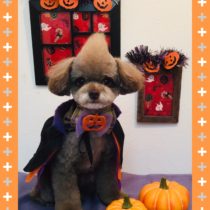 チワワ×トイプードルmix