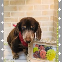 Mダックスフント