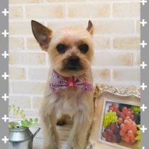 ヨークシャテリア