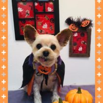 ヨークシャテリア