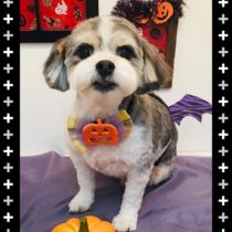 マルチーズ×チワワmix