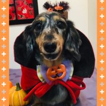 Mダックスフント