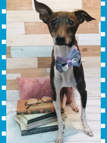 イタリアングレーハウンド