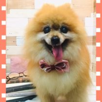 ポメラニアン