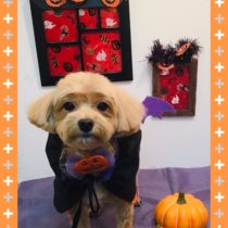 マルチーズ×トイプードルmix