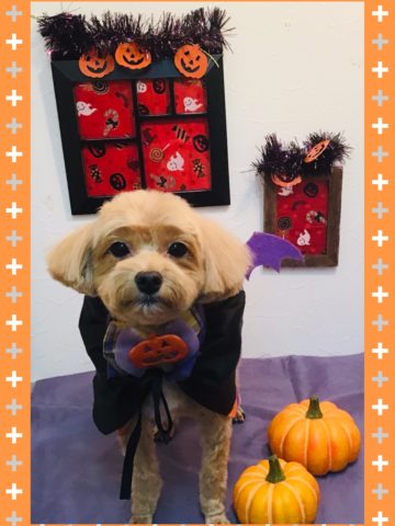 マルチーズ×トイプードルmix