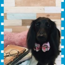 カニヘンダックスフント