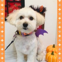 トイプードル×マルチーズMIX