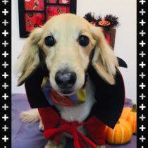 Mダックスフント