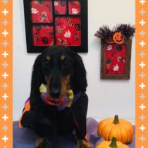 Mダックスフント