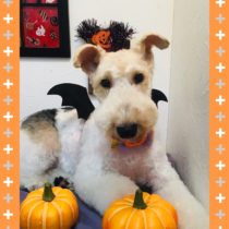 ワイヤーフォックステリア