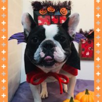 フレンチブルドッグ