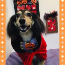 Mダックスフント