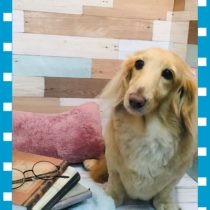 Mダックスフント