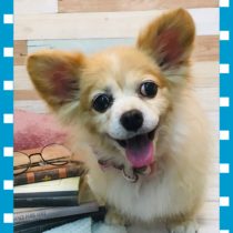 チワワ×MダックスフントMIX