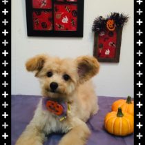 チワワ×トイプードルmix