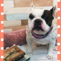 フレンチブルドッグ
