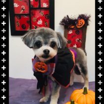 マルチーズ×チワワmix