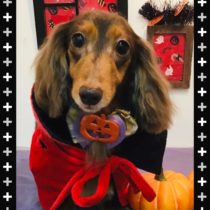 Mダックスフント