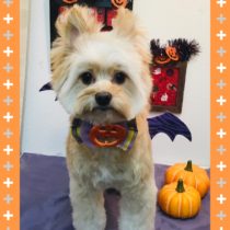 ポメラニアン×トイプードルmix